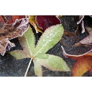 Posterazzi DPI1871364 Autumn Colored Leaves Frozen In A Creek Poster Print, 19 x 12